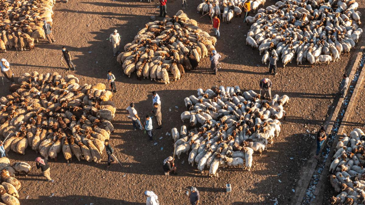 الثروة الحيوانية العربية: تحديات واستراتيجيات!